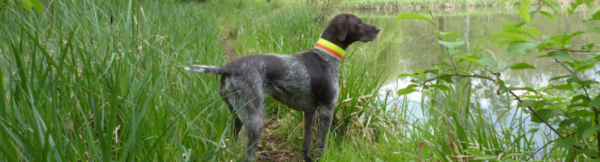 Back to Hunt - Jagdhunde