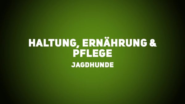Jagdhunde - Haltung, Ernährung & Pflege