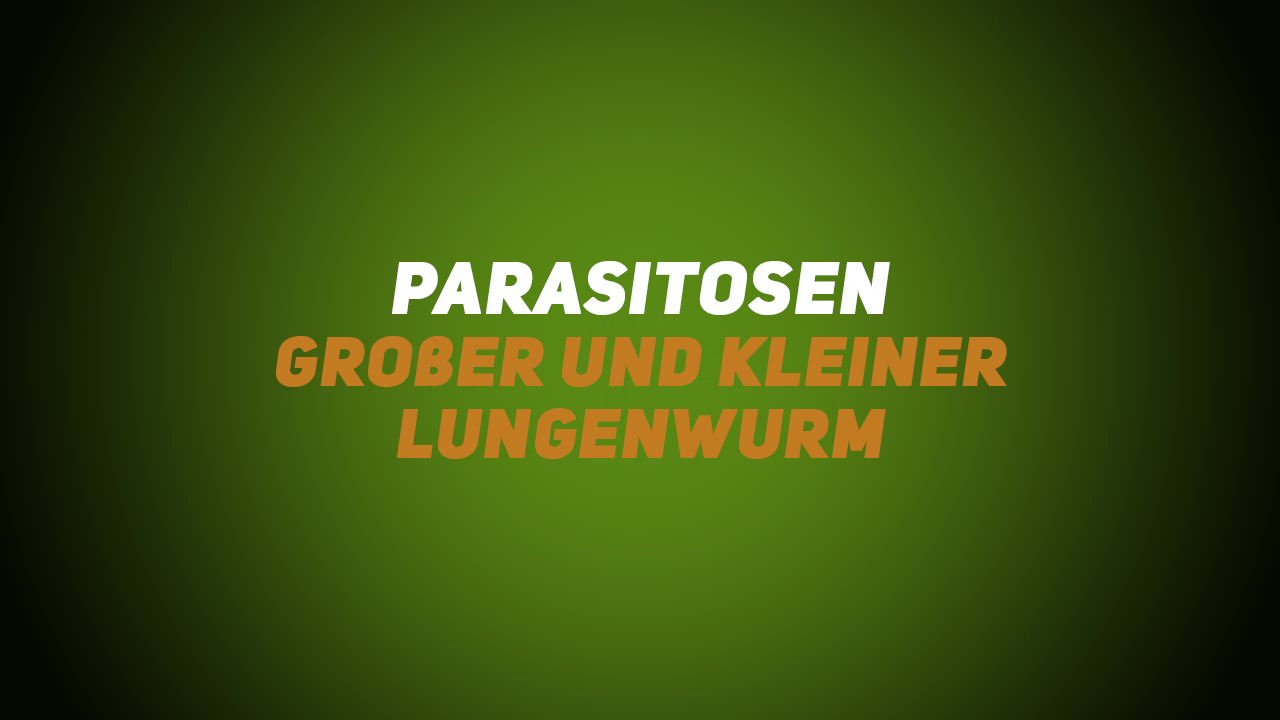 Wildkrankheiten & Wildbrethygiene – Parasitosen – Großer und kleiner Lungenwurm