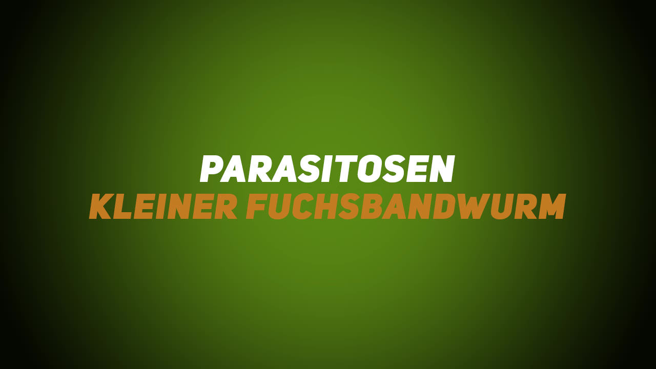 Wildkrankheiten & Wildbrethygiene – Parasitosen – Kleiner Fuchsbandwurm