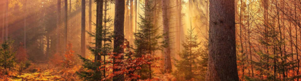 Back to Hunt - Wald- und Landbau