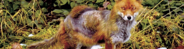 Back to Hunt - Wildkrankheiten und Wildbrethygiene