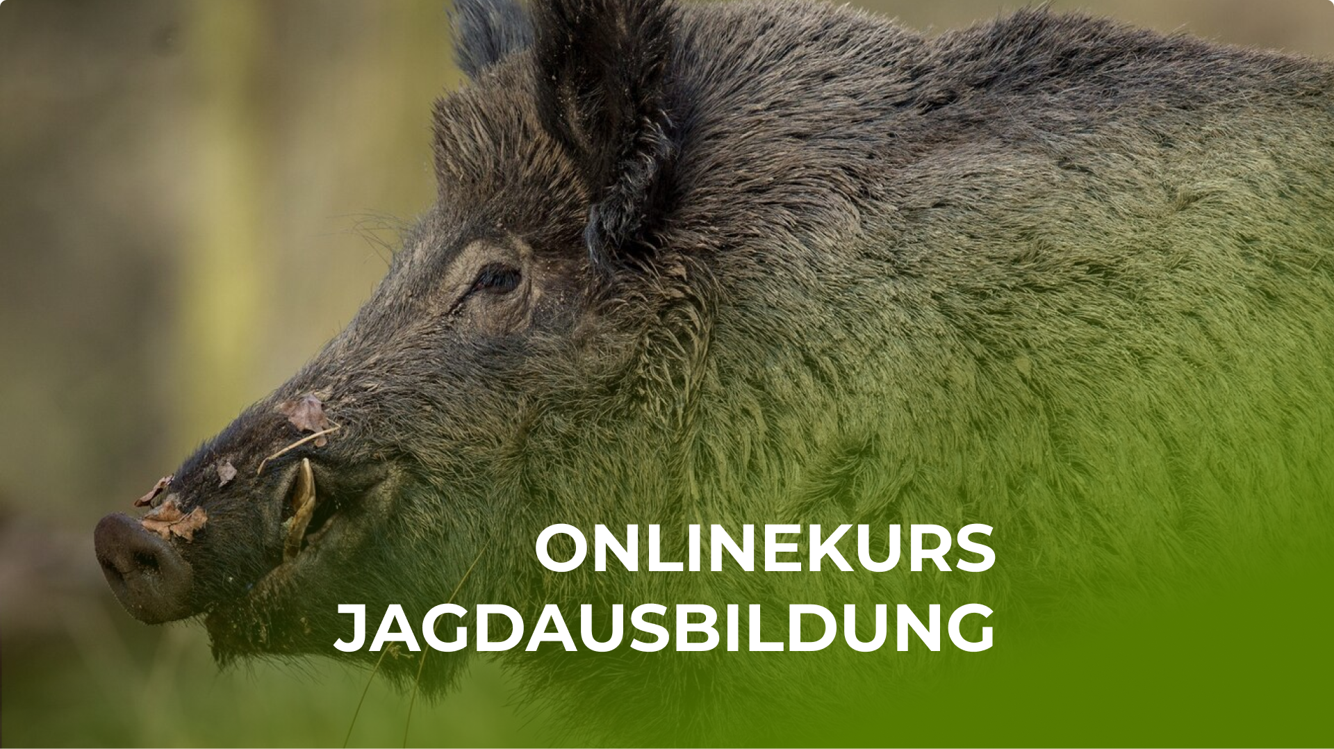 Onlinekurs Jagdausbildung (ohne Fragen)