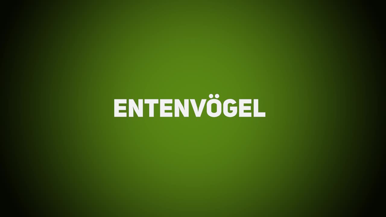 Federwild – Entenvögel