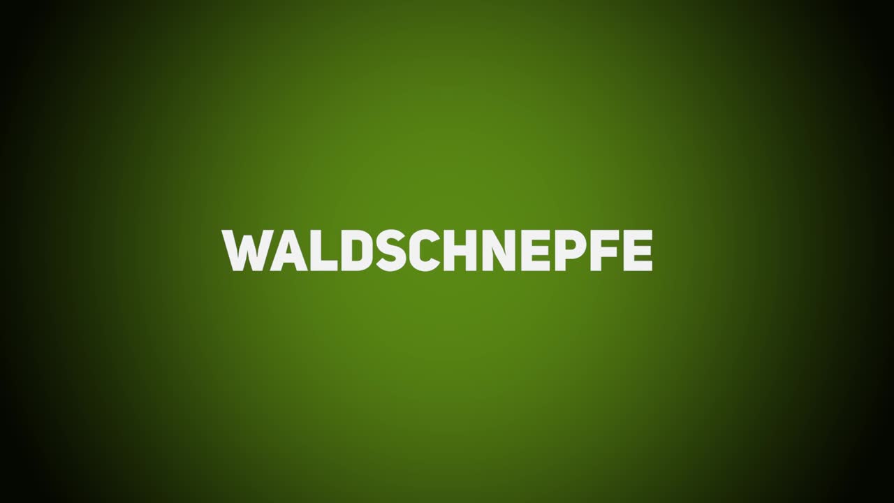 Federwild – Waldschnepfe