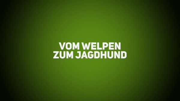 Jagdhunde - Vom Welpen zum Jagdhund