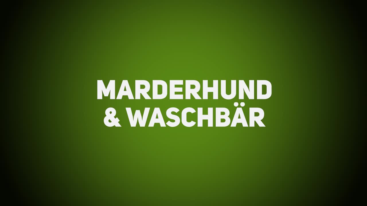 Haarwild – Marderhund & Waschbär