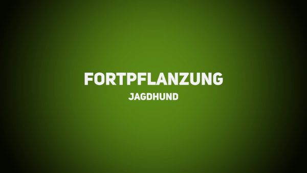 Jagdhunde - Fortpflanzung