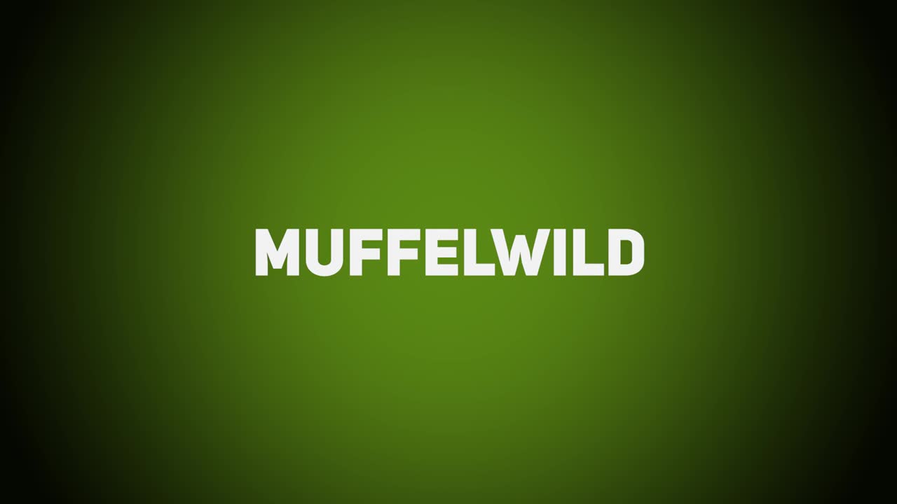 Haarwild – Muffelwild