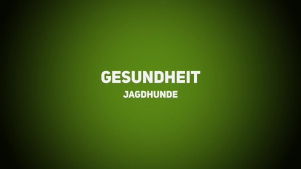 Jagdhunde - Gesundheit